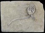 Barycrinus Crinoid Fossil - Indiana #52929-1